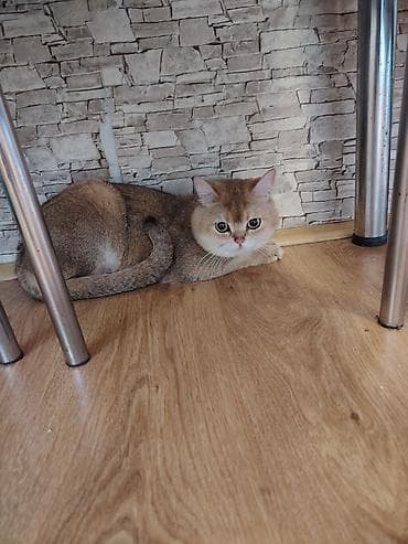 pisiklerin satisi: Qızıl şinşilla, Erkək, Cütləşmə üçün — 3