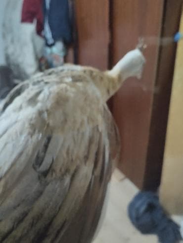 it yemi: Tovuz quşu balası (paun cücəsi) - Növ: Tovuz quşu (peafowl) – gənc — 10