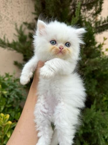 şotlan pişik: Şotland yastı qulaq, Erkək, Dişi, Yaxşı əllərə, Ünvandan götürmə, Pulsuz çatdırılma, Ödənişli çatdırılma — 15