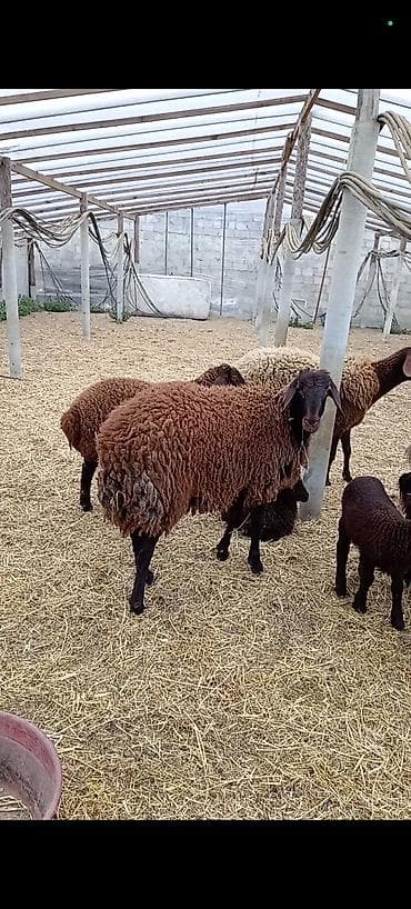 sobo wp 6001: Dişi, Qala, il: 1, 50 kq, Damazlıq, Ünvandan götürmə — 2