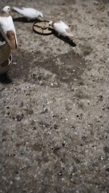 ev quş: Sari boyun desd sari quyrug burnu dimdikli kekil erkeydi qizğin bala — 4