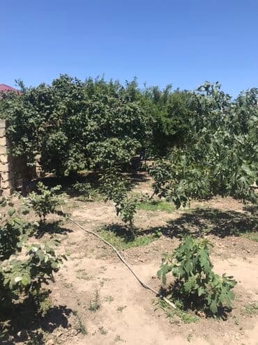 abşeron gənclər şəhərciyi: Kənd təsərrüfatı, Mülkiyyətçi, Kupça (Çıxarış) — 5