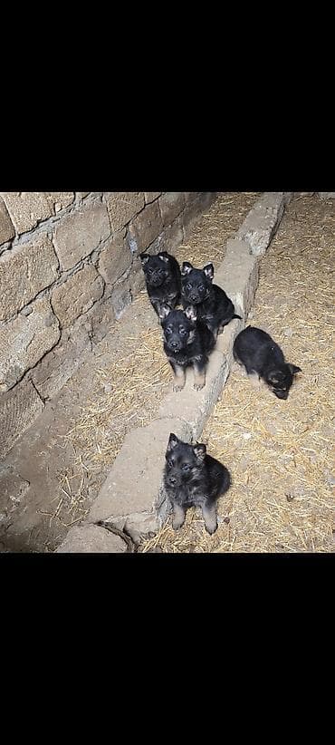 itler 2020: Alman çoban iti, 2 ay, Pulsuz çatdırılma — 1