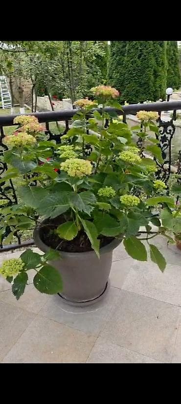 Gartenziya (Yeddi Gözəl) – Hollandiya sortu - 10 ədəd dibcəli bitki