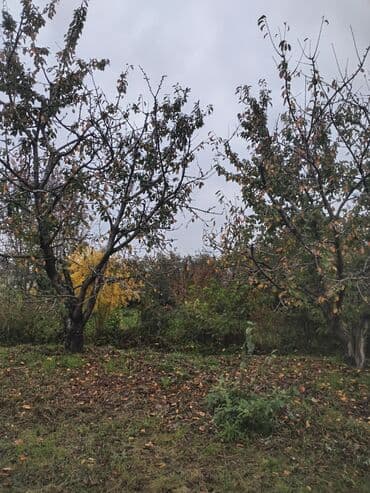 gunes enerjisi panel: 24 Sot plan satılır gilas və sair ağaclardan ibarətdir. Cavan bagdi — 6