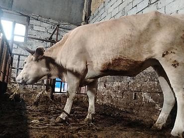 dana satişi: Salam aleykum dogmamiş dügedi kəsgiyə də verilir ayaq üstə də satilir — 6