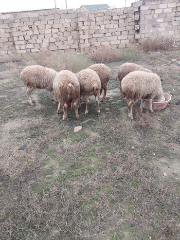 Quşlar: Hamisi birliyde satilir 6 dene erkey quzudu qiyet 1600 unvan Baki 099 — 3