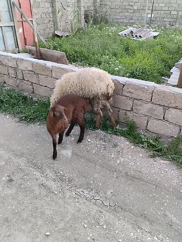 qoçlar: Qoyun və quzu dəsti cavan yeyimcil qoylundu 1ci qarındı quzu 1ay — 4