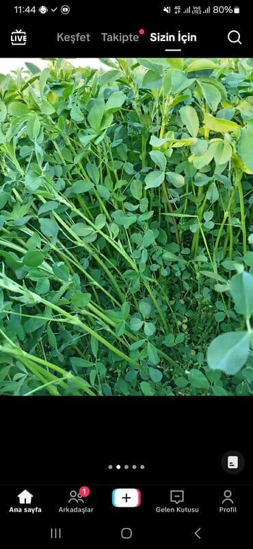 325 sot, Kənd təsərrüfatı, Maklerlər narahat etməsin, Kupça (Çıxarış)