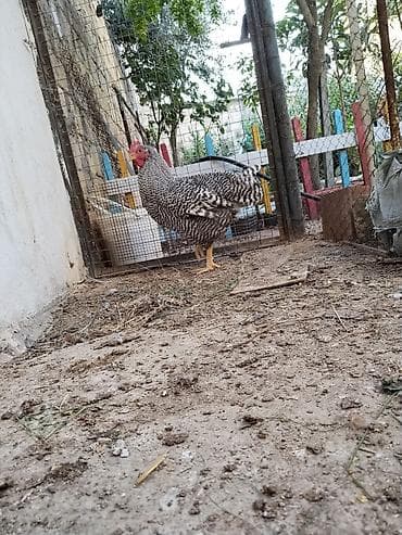 Toyuqlar: 4ay yarimliq erkek amroks.temiz qandir.hecbir problemi yoxdu.coxdu — 2