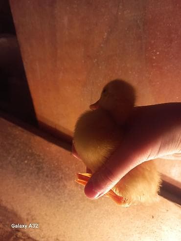 ördək: Məhsul: Ördək balaları Təsvir: - Şəkillərdə müxtəlif rəngli (sarı — 4