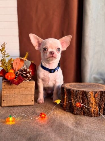 сколько стоит щенок чау чау: Чихуахуа — 1