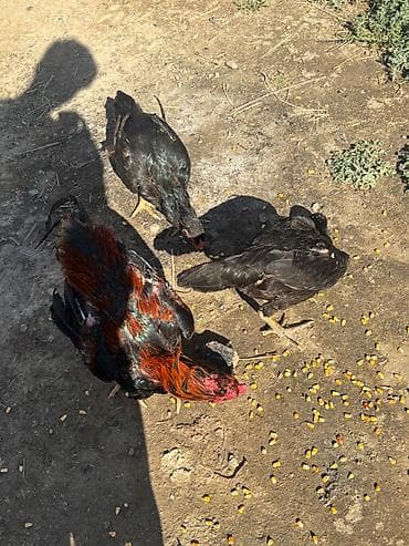 heleb kecileri satilir: Heyratılar satılır qiymet razılaşma yolu ilə — 5