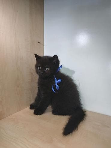 siam pişiyi: Britan — 4