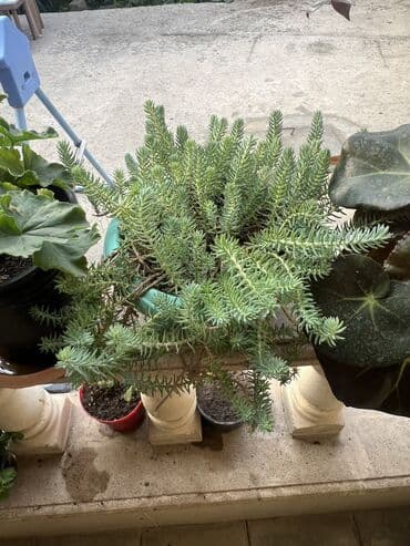 yumru xalça: Xalça — 16