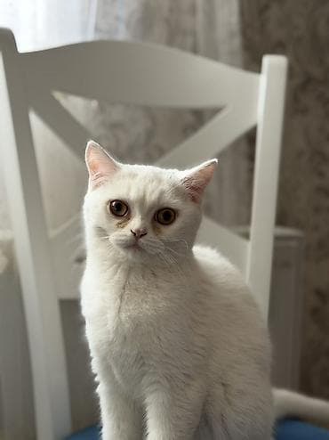 pisiylər: Britan — 1