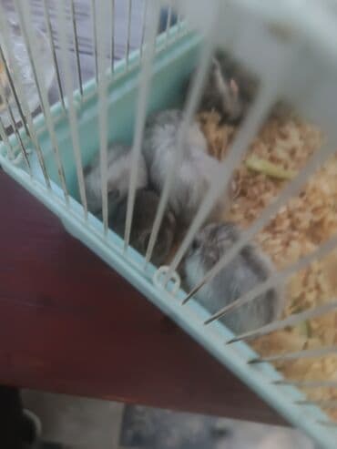 yem cəkən: Balaca boz rəngli cırtdan hamster, ağ rəngli qarın nahiyəsi və tünd — 5