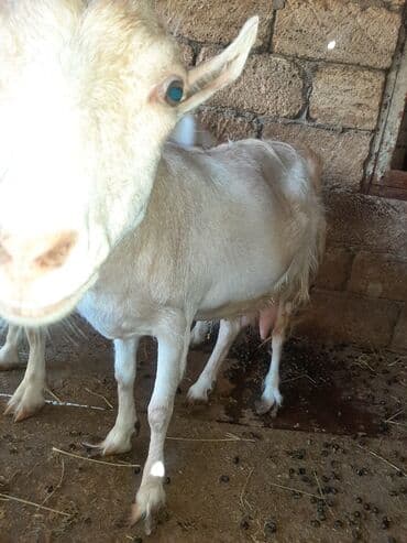 inek sagan aparat: Məhsul: Süd və çoxalma istiqamətli keçilər Təsvir: - Şəkillərdə — 6