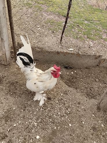 Yaponka xoruz 1 illik. ayağı lələkli daş pipik. h vaksini vurulub. 20