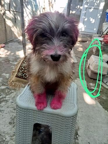 ucuz itlerin satisi: Pudel, 5 ay, Dişi, Ünvandan götürmə — 4