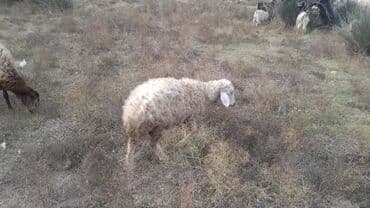 Quzu iki dişi quzudu türk sortu qara gozderdendi biri 250 AZN