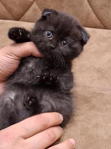 britanski pişik: Şotland yastı qulaq — 5