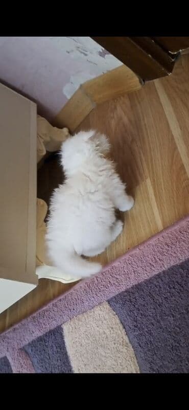 чобан ити: Шиншилла, Самец, Самка — 7