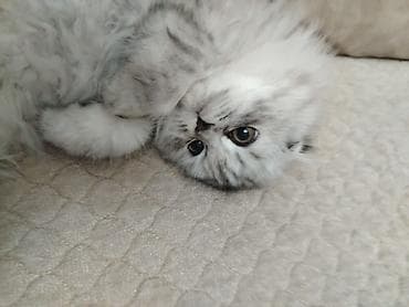 meymun bala: Britan, Erkək, Dişi, Yaxşı əllərə, Ünvandan götürmə, Pulsuz çatdırılma, Ödənişli çatdırılma — 6