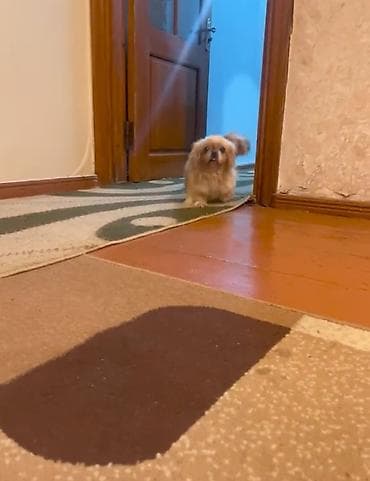 it: Pekines — 2