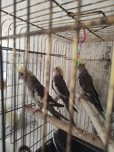 anqut quşu: Korella 35 Azn Yalniz zeng Əsas Xüsusiyyətlər: Heyvan Növü: Quş Quş — 1