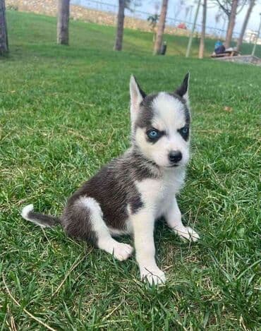 купить хаски щенка: Xaski, 2 ay, Erkek, Peyvəndli — 2