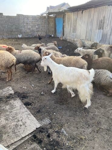 Quzu: 2 ci qarina bogazdi 3 ayliq teze doganda 2 litr sud verir — 2