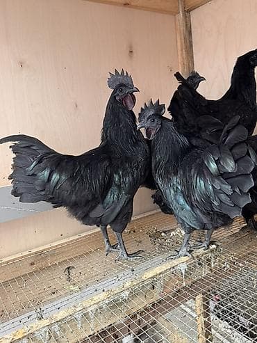 Akvariumlar: Orjinal qan.Ayam cemani Ailəsi satılır.2xoruz 8fərədir.Ən az 1+4 kmi — 6
