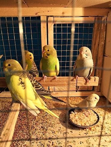 papuqay sesi: Dalmatin və klassik rəng çeşidlərində dalğalı tutuquşular (ağ — 2