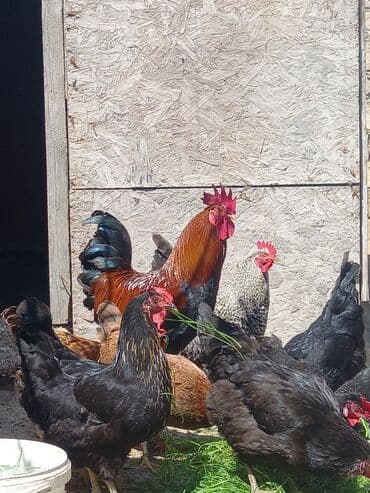 brama toyuq: Toyuq, Damazlıq, Ödənişli çatdırılma — 7