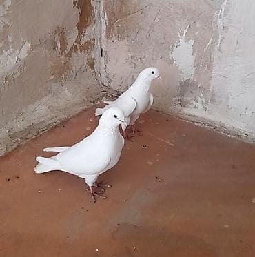 tutu suknje za mame i cerke: 2 side erkeydi — 1