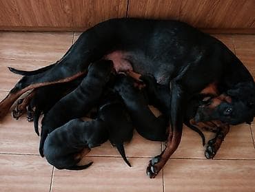 balaca heyvanlar: Doberman, Peyvəndli — 4