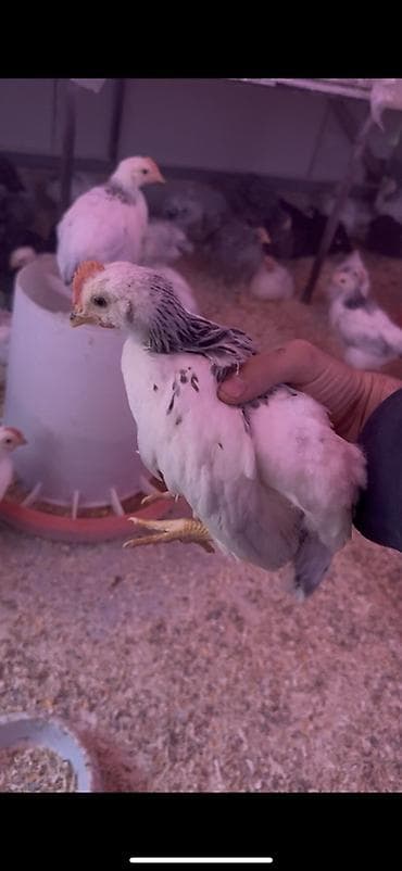 bildircin cucəsi: Toyuq cücələri, Damazlıq — 1