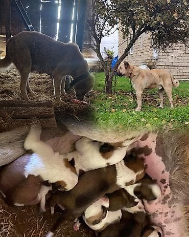 tap.az heyvanlar itler: Kanqal, Erkek — 1