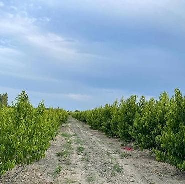 bakı tekstil fabriki: 44 sot, Kənd təsərrüfatı, Mülkiyyətçi, Kupça (Çıxarış) — 3