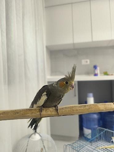 Salam ələ öyrədilmiş 2 ayliq corella quşları var kim istəsə əlaqə