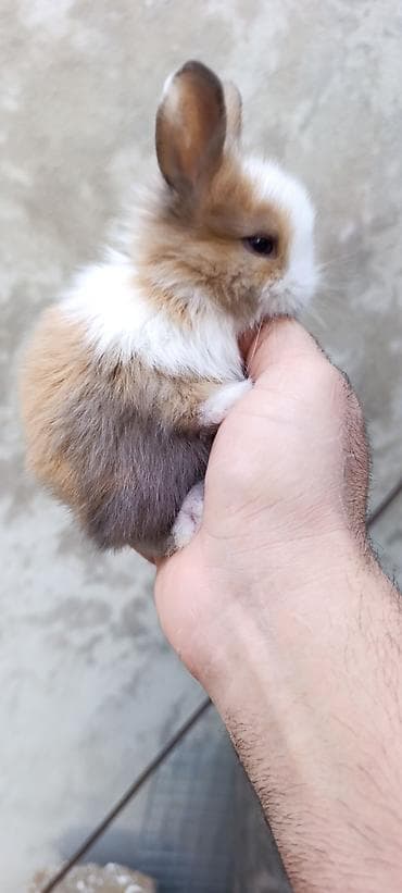 dovşan kamera: Karlik dovşanlar☺️ Tam sağlam,Təmiz karlik sortudur🐰 Ölkəmizdə ən — 10