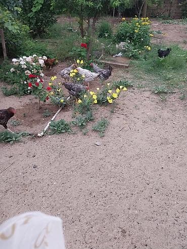 heyvanla: Təmiz xarkov xorizları,və adi xoruzlar,cox olduğu ücün satılır — 9