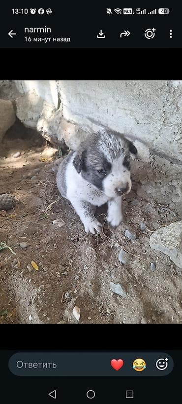 Balaca it balası - Rəng: ağ–boz, üzündə və belində tünd ləkələr - lalafo.az -da Balaca it balası - Rəng: ağ–boz, üzündə və belində tünd ləkələr -