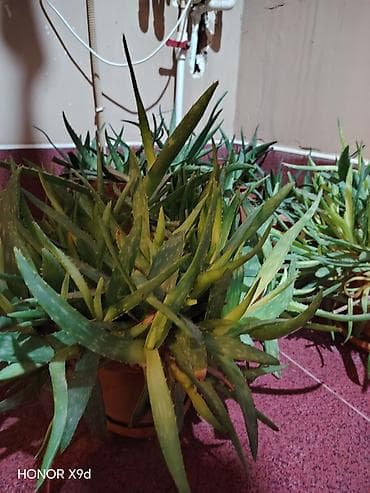 🌿 Aloe Vera gülü satılır Sağlam və böyümüş aloe vera gülü satılır