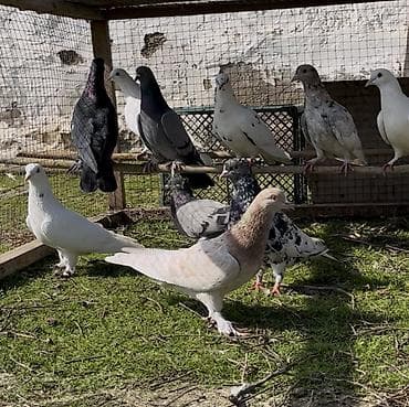 qumru quşu rusca: Göyerçinler satılır — 5