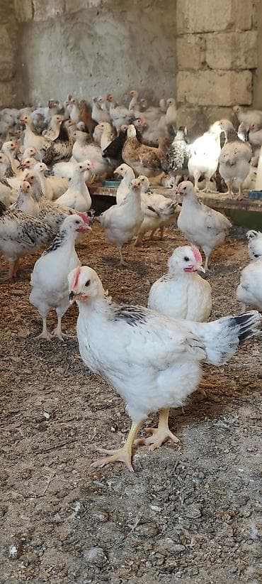 Toyuq cücələri, Ətlik, Ünvandan götürmə