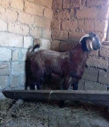 quru pişik yemi: Boğaz keçi (erkək) – yerli damazlıq tip - Rəng: tünd qəhvəyi, qara — 1