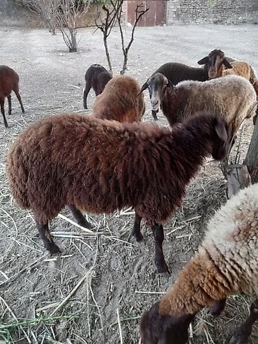 qoyun derisi: Qoyun – yerli cins, qəhvəyi tüklü Məhsul təsviri: - Qrup şəkillərində — 1
