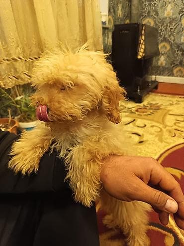 kaski itleri: Pudel, 3 ay, Dişi, Peyvəndli, Ünvandan götürmə, Pulsuz çatdırılma, Ödənişli çatdırılma — 4